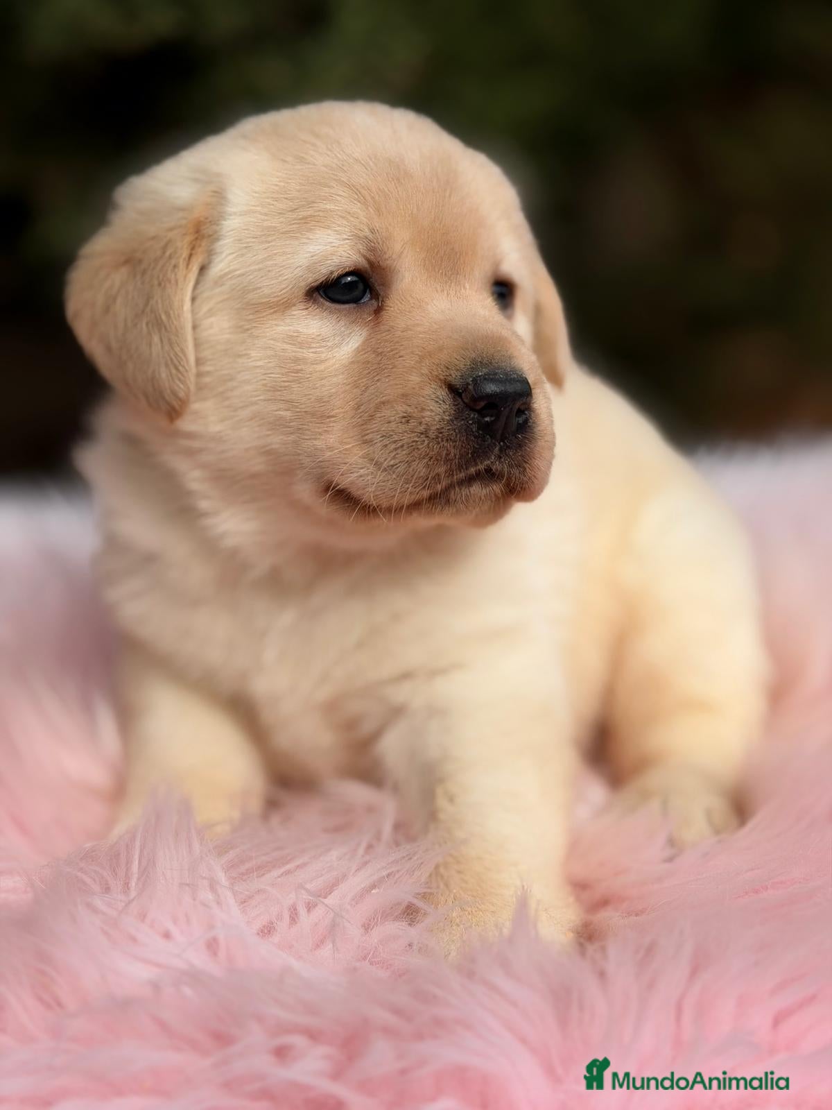 Labrador Retriever perros LABRADOR RETRIEVER  - Anuncio 2