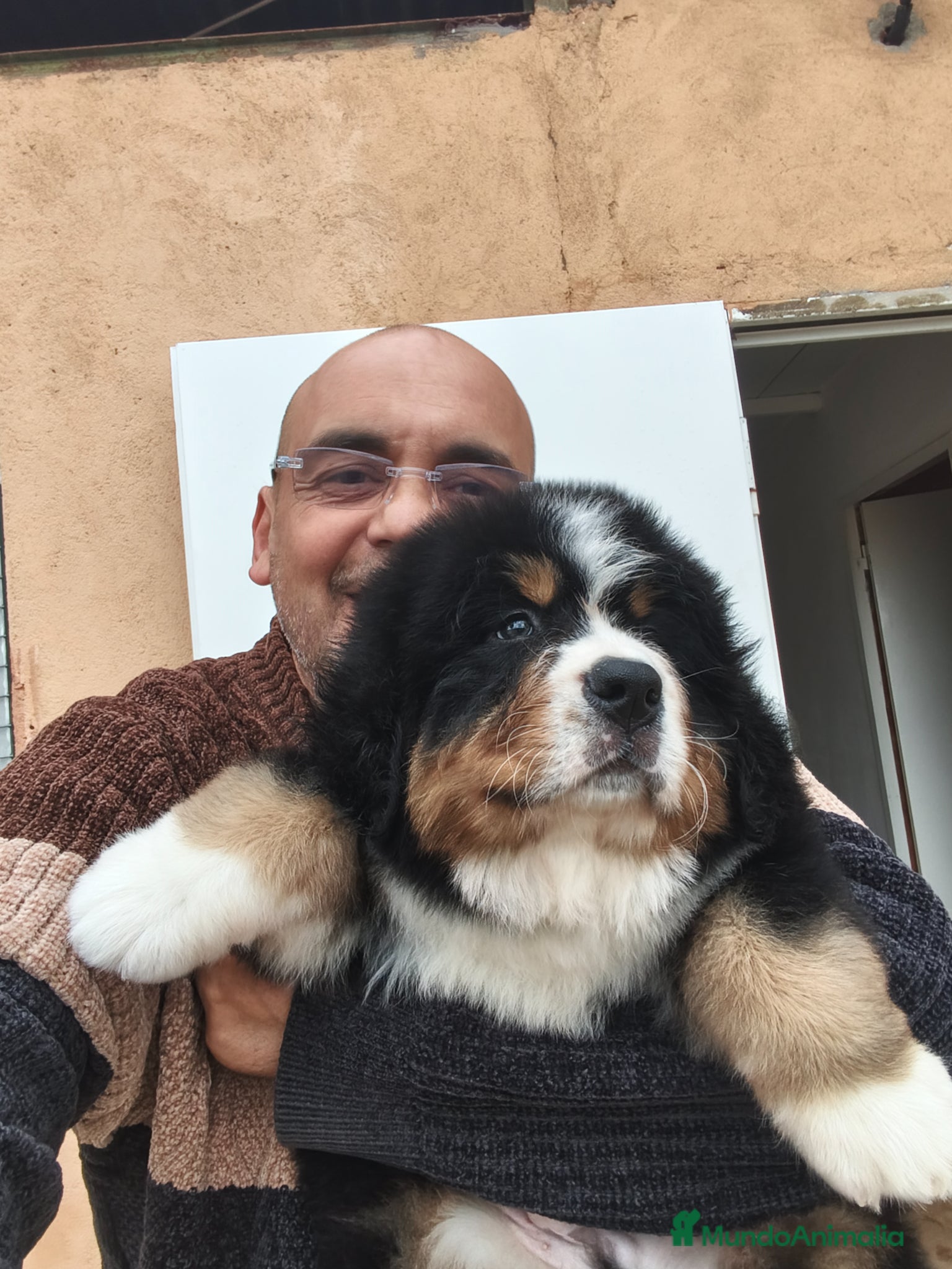 Boyero de Berna perros Boyero de berna  - Anuncio 1