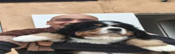 Boyero de Berna perros en venta: Boyero de berna  - Anuncio 1