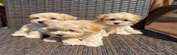 Maltipoo perros en venta: Maltipoo disponibles machos !!! - Anuncio 2