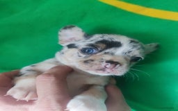 Chihuahua perros en venta: Hembra chihuahua merle toys  - Imagen 3