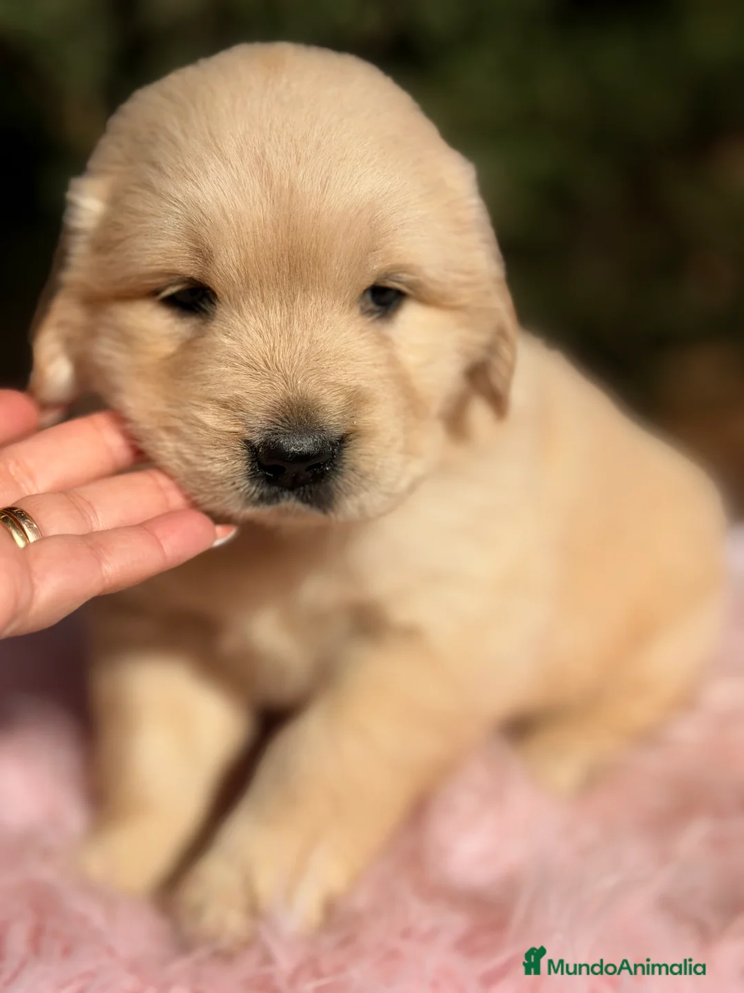 Golden Retriever perros en venta: Golden hembra  - Anuncio 4