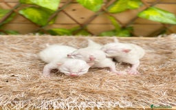 Ragdoll gatos en venta: Camada de Rosita - Imagen 2