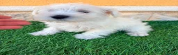 Schnauzer Miniatura perros en venta: Schnauzer miniatura blanco - Anuncio 7