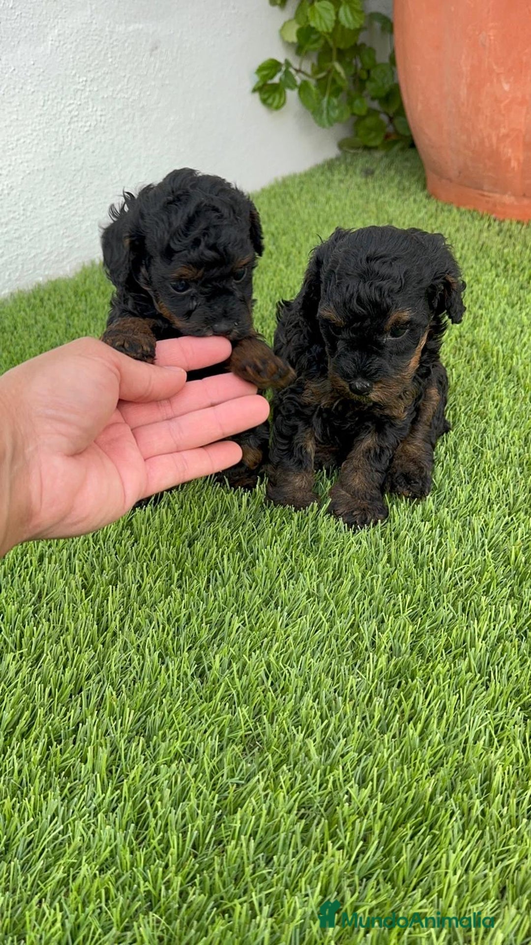 Caniche Toy perros en venta: CANICHE TOY HEMBRA - Imagen 8