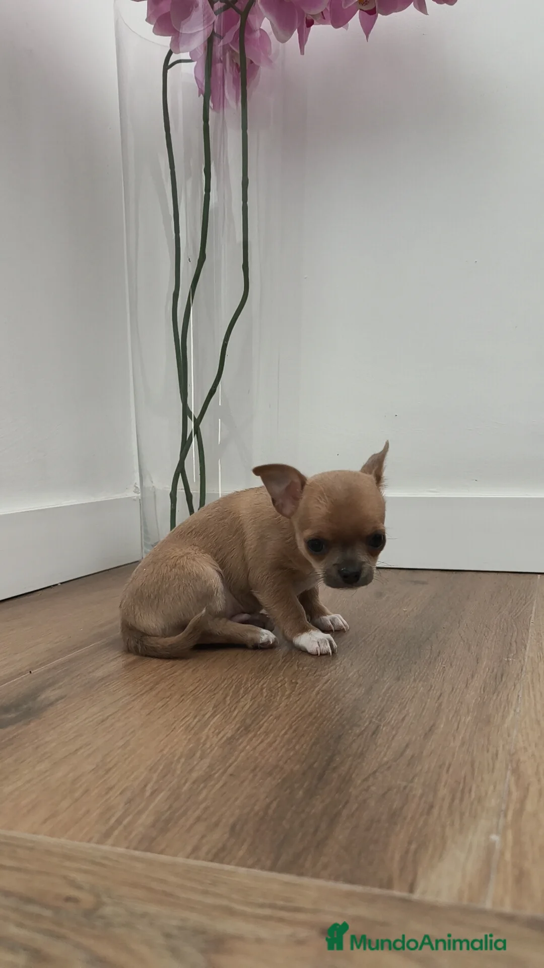 Chihuahua perros en venta: Chihuahua Toy ♂️ - Anuncio 3