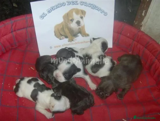 Imagen de galería {{count}}