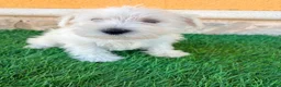 Schnauzer Miniatura perros en venta: Schnauzer miniatura blanco - Anuncio 1