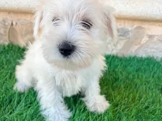 Schnauzer Miniatura perros Schnauzer miniatura blanco - Anuncio 1