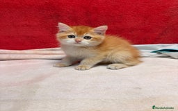 Británico de Pelo Corto gatos en venta: Monísimos British Golden  - Imagen 13
