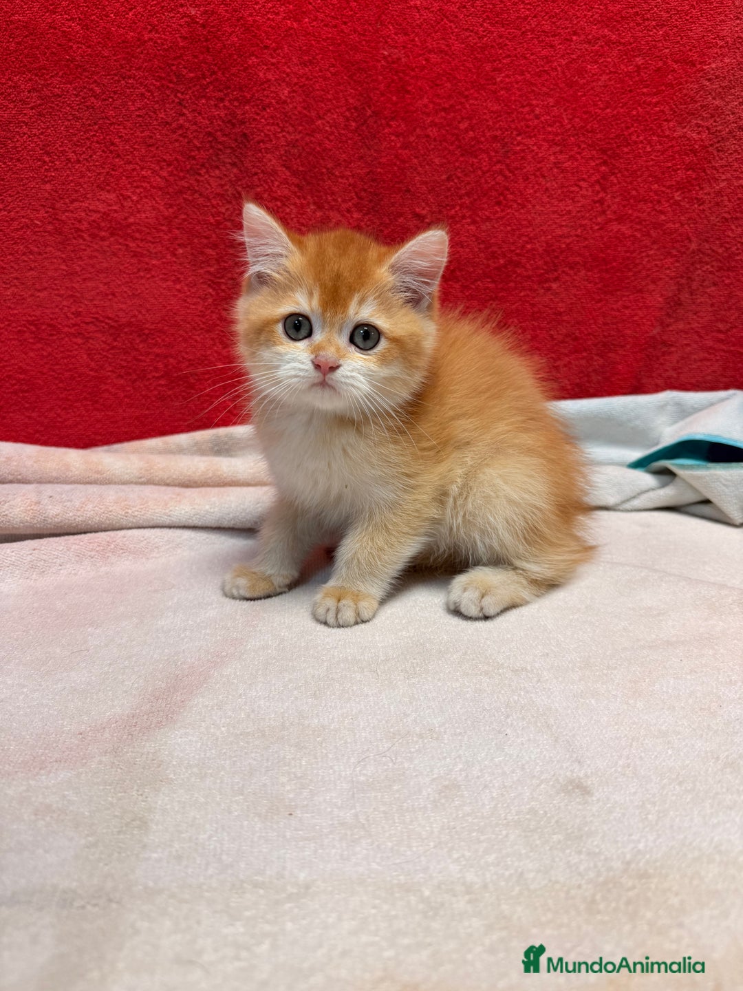 Británico de Pelo Corto gatos en venta: Monísimos British Golden  - Imagen 13