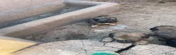 Pastor del Cáucaso perros en venta: Pastores del Cáucaso de Calidad  - Anuncio 5