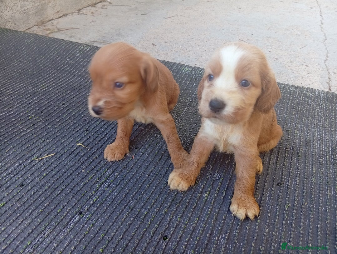 Cocker Spaniel Inglés perros en venta: OPORTUNIDAD VERANO - Imagen 1