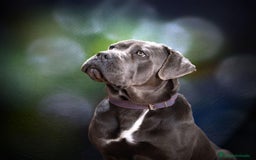 Cane Corso perros en venta: Cane Corso - Imagen 2