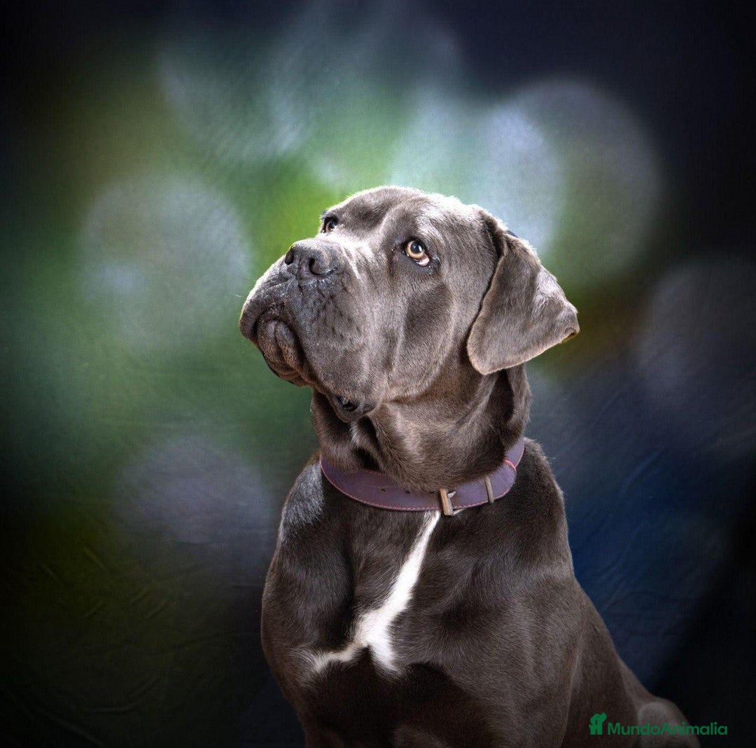 Cane Corso perros en venta: Cane Corso - Imagen 2