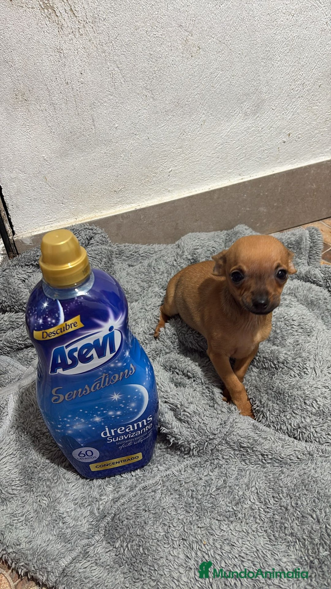Chihuahua perros en venta: Chihuahua color ciervo  - Anuncio 5
