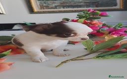 Chihuahua perros en venta: Hembra chihuahua pelo largo  - Anuncio 8