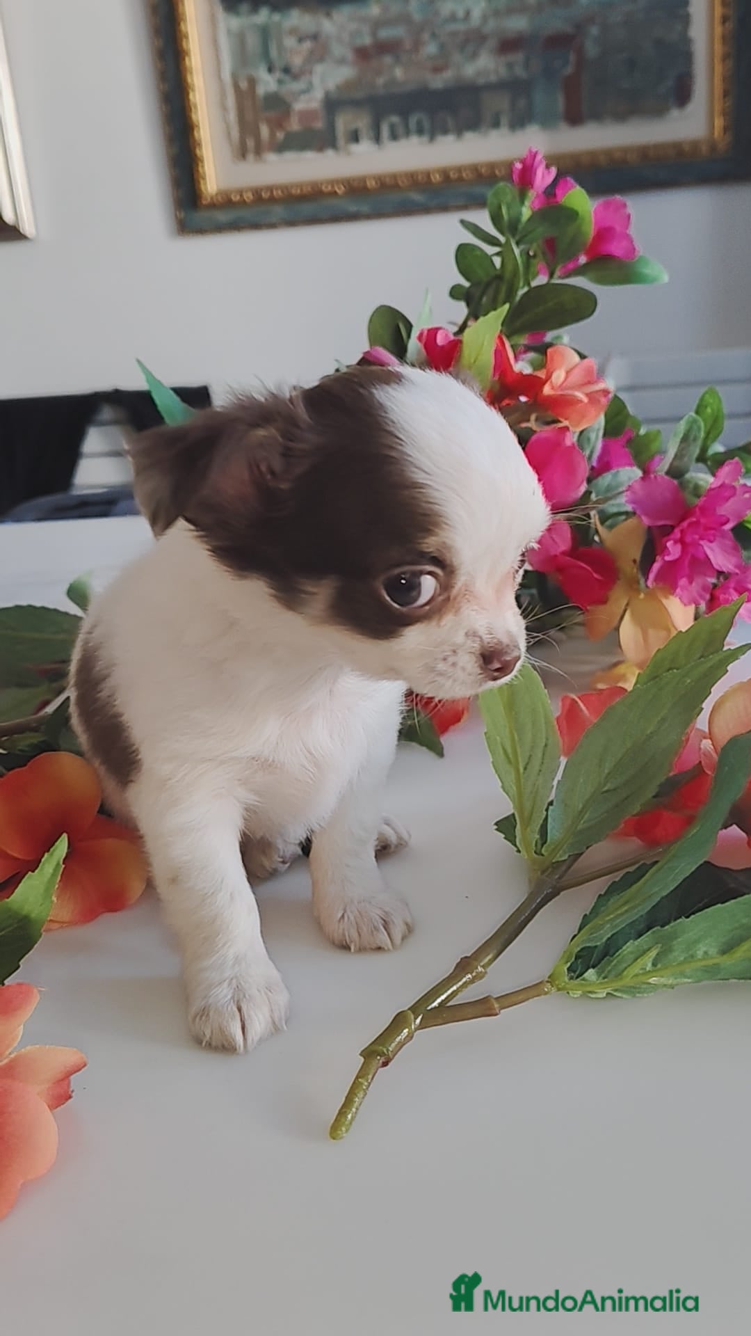 Chihuahua perros en venta: Hembra chihuahua pelo largo  - Anuncio 8