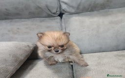Pomerania perros en venta: MONERIA SÚPER TOY DE HEMBRITA POMERANIA  - Imagen 2