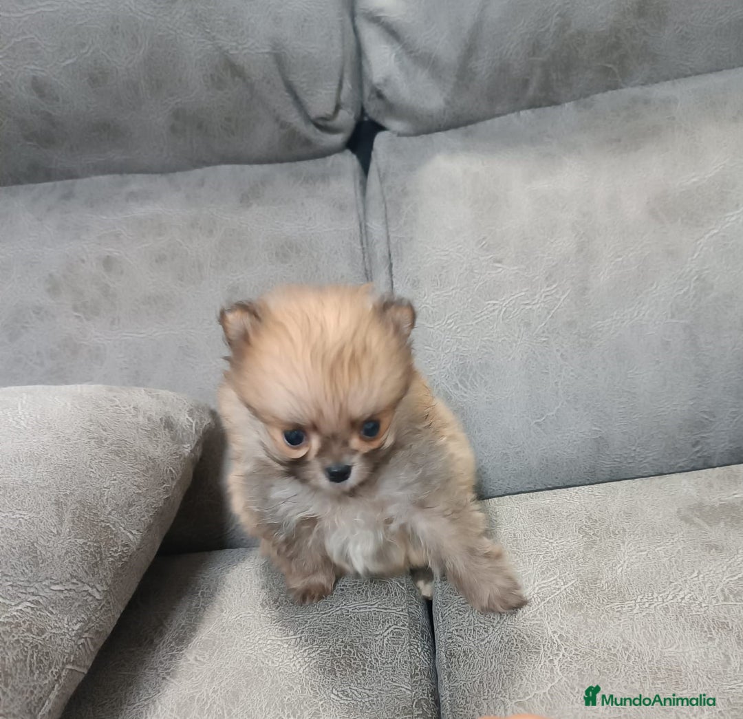 Pomerania perros en venta: MONERIA SÚPER TOY DE HEMBRITA POMERANIA  - Imagen 2