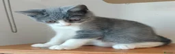 Británico de Pelo Corto gatos en venta: British pelo corto - Anuncio 4