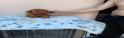 Caniche Toy perros en venta: Caniche toy asiatico - Anuncio 4