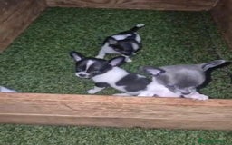 Chihuahua perros en venta: Chihuahua Micro rusos - Imagen 3