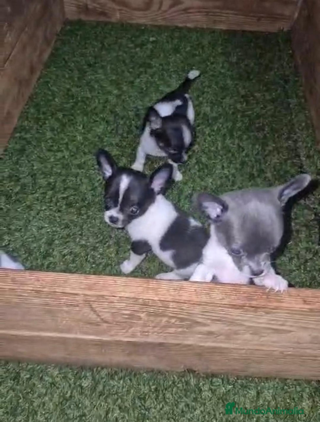 Chihuahua perros en venta: Chihuahua Micro rusos - Imagen 3