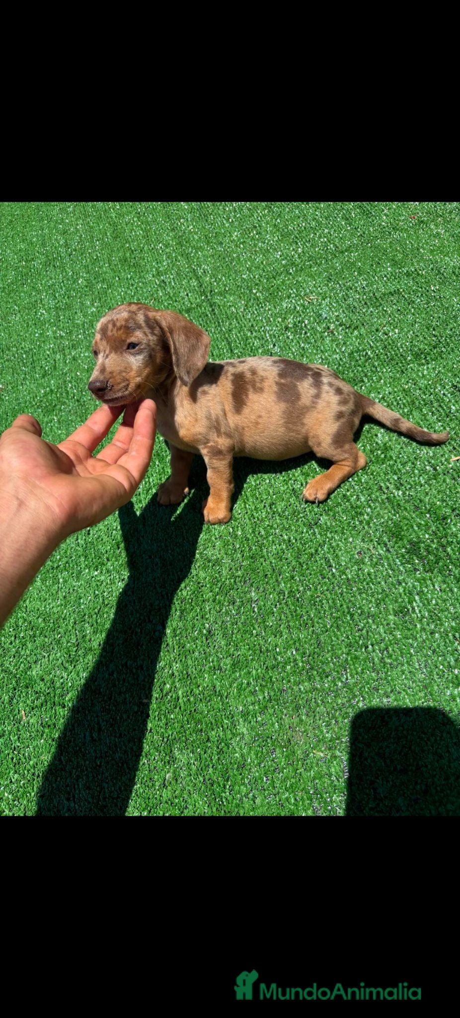 Teckel perros Disponible Teckels de Calidad  - Anuncio 2