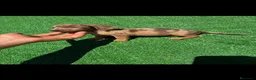Teckel perros en venta: Disponible Teckels de Calidad  - Anuncio 1