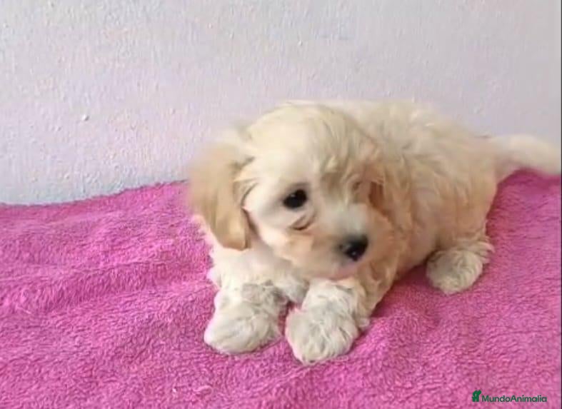 Maltipoo perros Maltipoo hembra  - Anuncio 1
