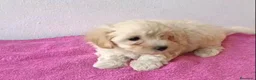 Maltipoo perros en venta: Maltipoo hembra  - Anuncio 1
