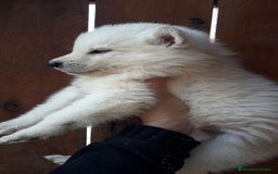 Raza Mixta perros en venta: Husky Siberiano y Lobo Artico - Imagen 1