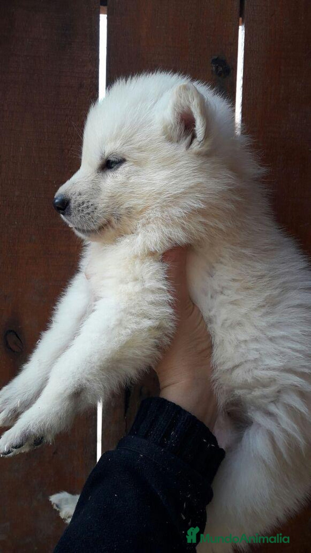 Raza Mixta perros en venta: Husky Siberiano y Lobo Artico - Imagen 1