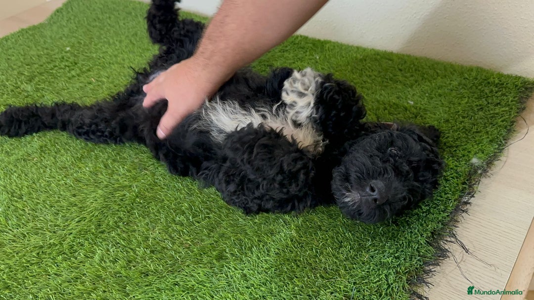 Caniche Gigante perros en venta: Caniches gigantes  - Anuncio 10