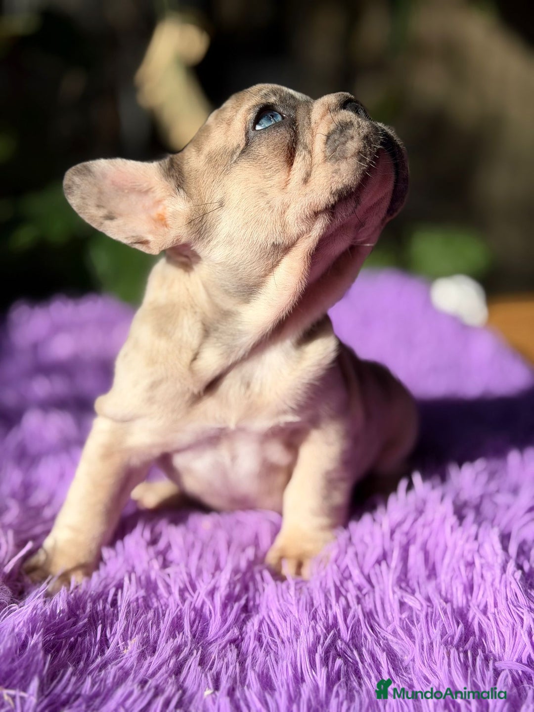 Bulldog Francés perros en venta: Bulldog francés merle - Anuncio 3