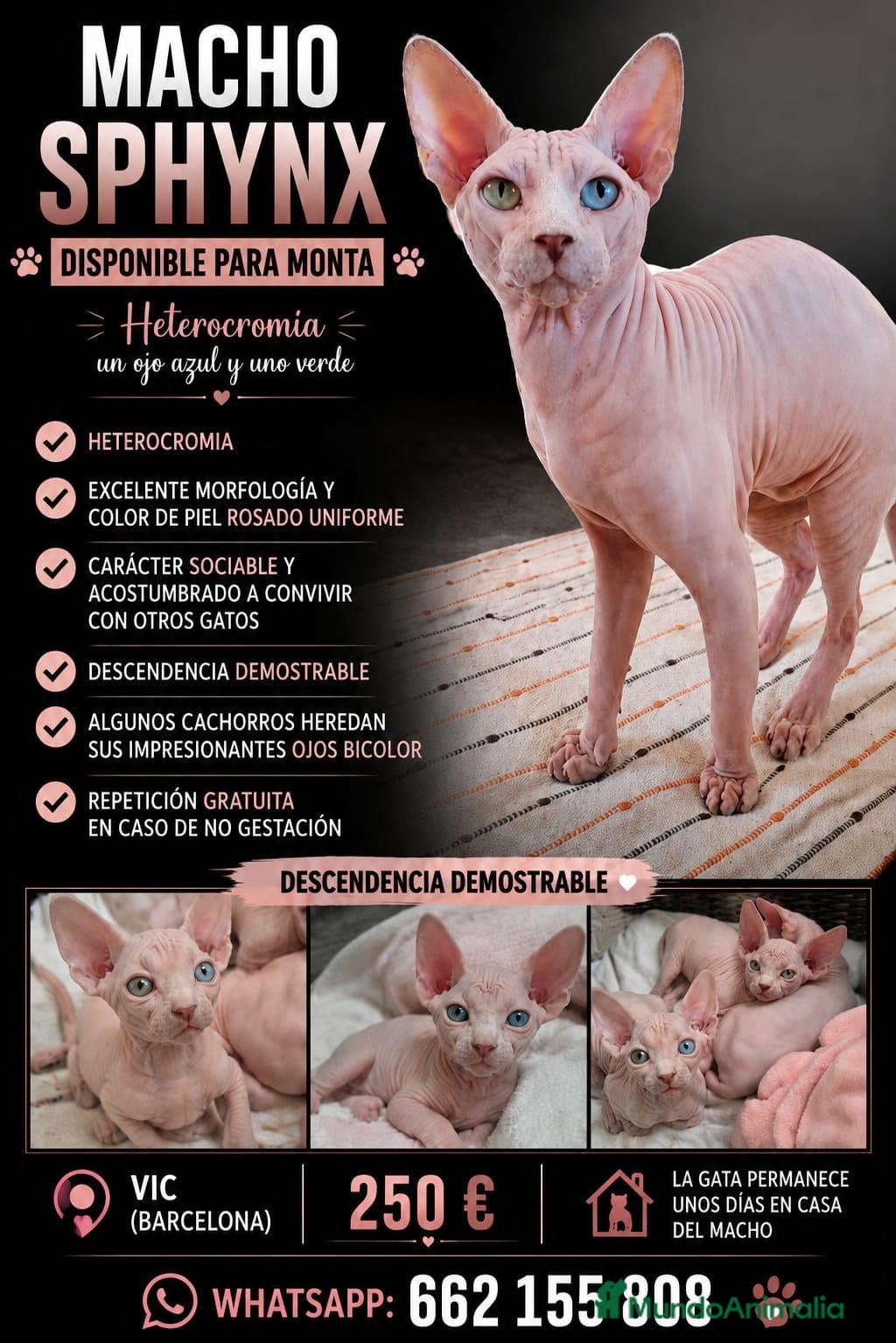 Sphynx gatos Macho sphynx disponible para monta - Anuncio 1
