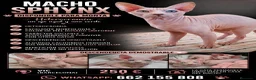 Sphynx gatos para monta: Macho sphynx disponible para monta - Anuncio 1