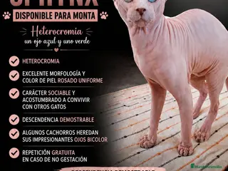 Sphynx gatos Macho sphynx disponible para monta - Anuncio 1