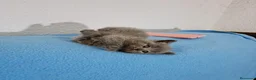 Británico de Pelo Corto Azul gatos en venta: Brithis - Anuncio 2