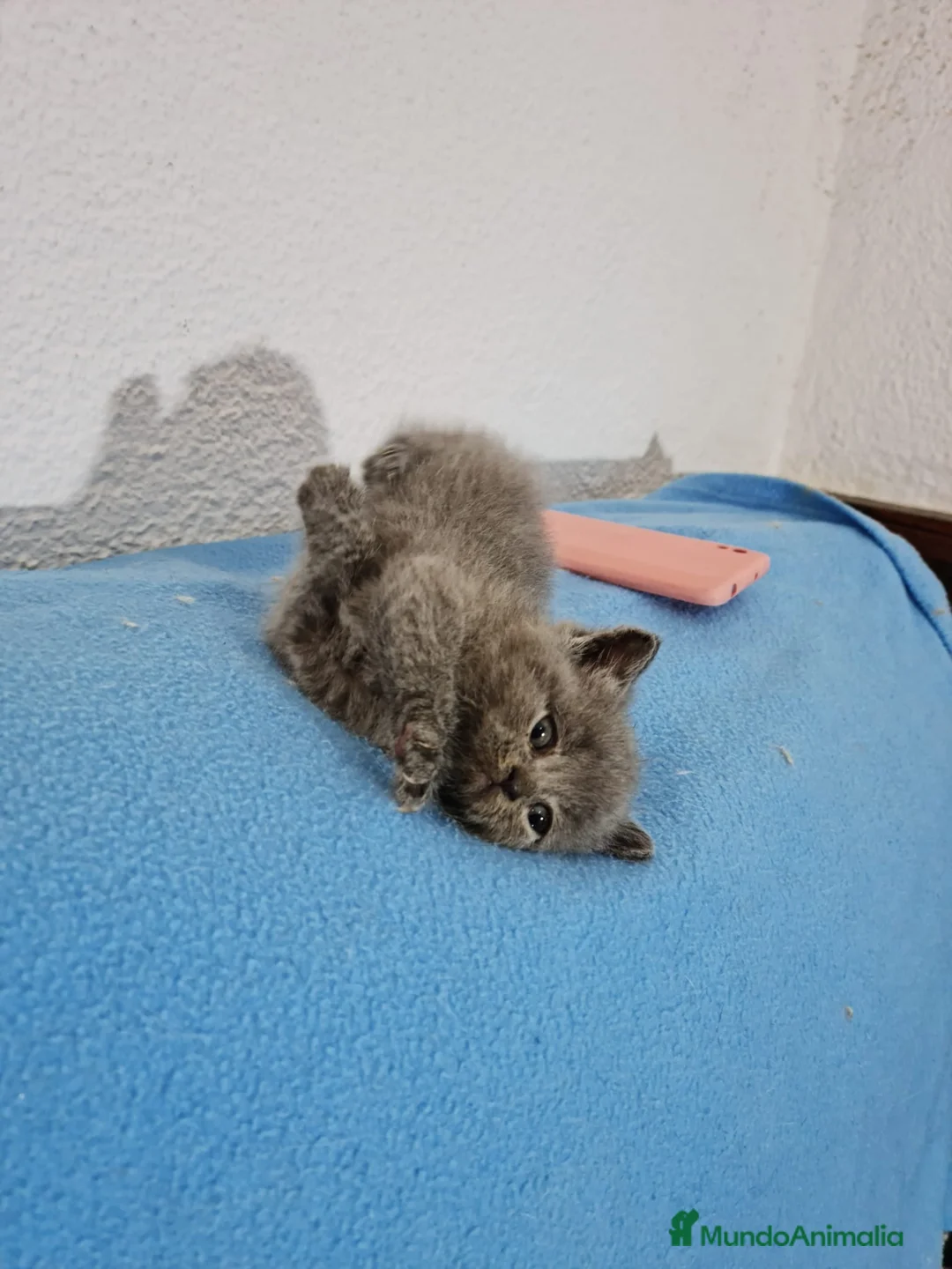 Británico de Pelo Corto Azul gatos en venta: Brithis - Anuncio 2