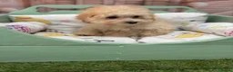 Maltipoo perros en venta: Maltipoo toy listo para entregar !!! - Anuncio 6