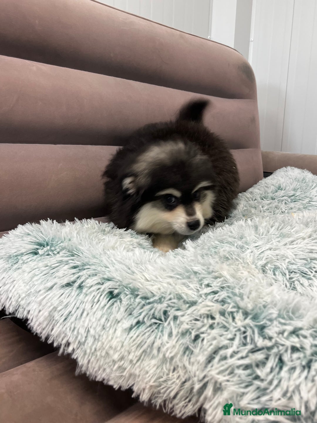 Pomsky perros en venta: Pomsky miniatura multigeneracional  - Anuncio 5