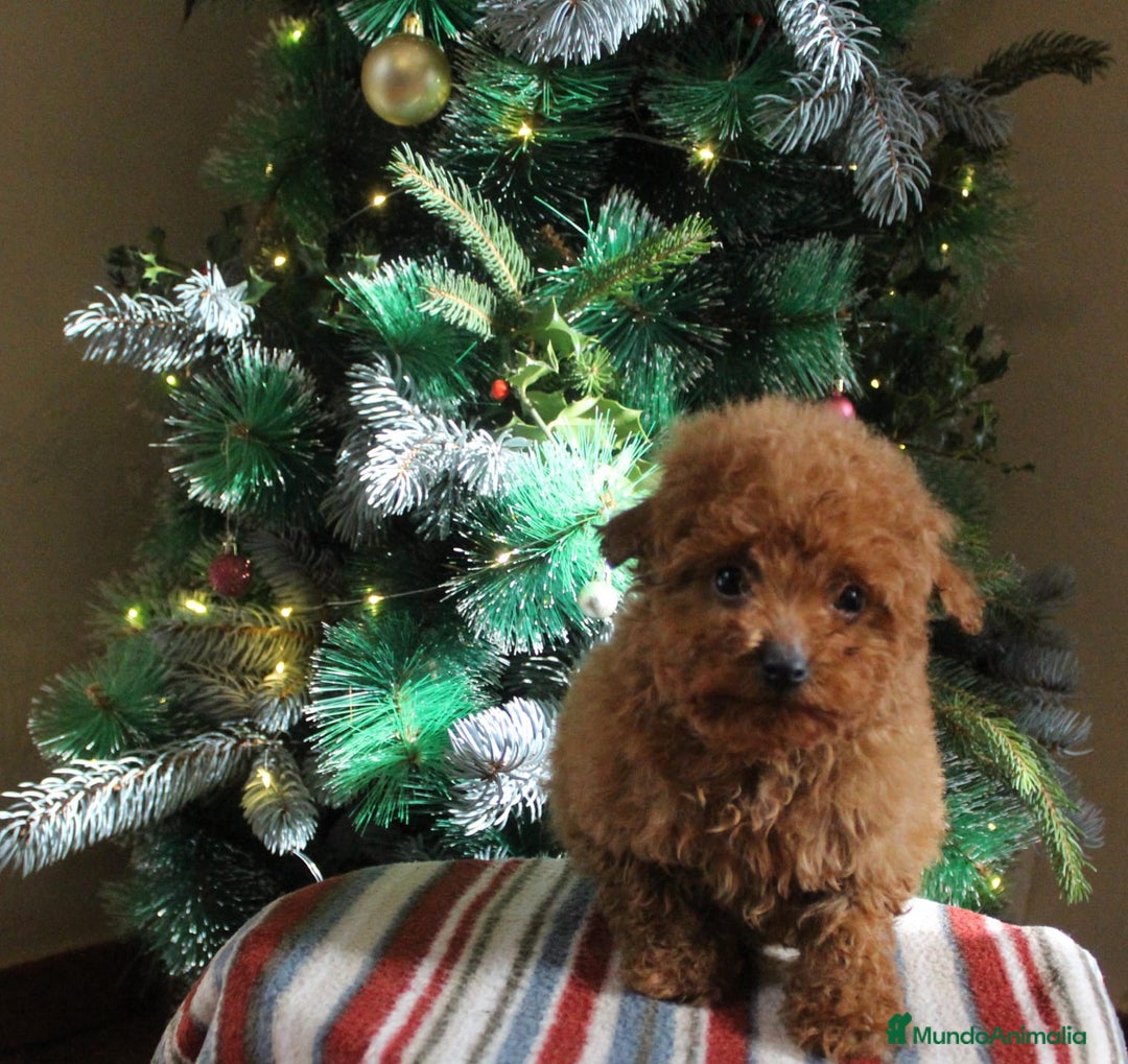 Caniche Toy perros en venta: Caniche toy macho rojo  - Anuncio 1