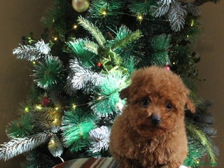 Caniche Toy perros Caniche toy macho rojo - Anuncio 1