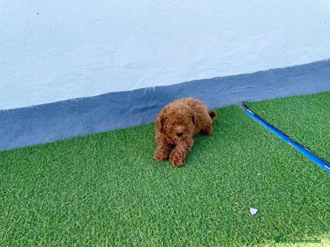 Caniche Toy perros en venta: Camada de Caniche toy  en Granada - Anuncio 3