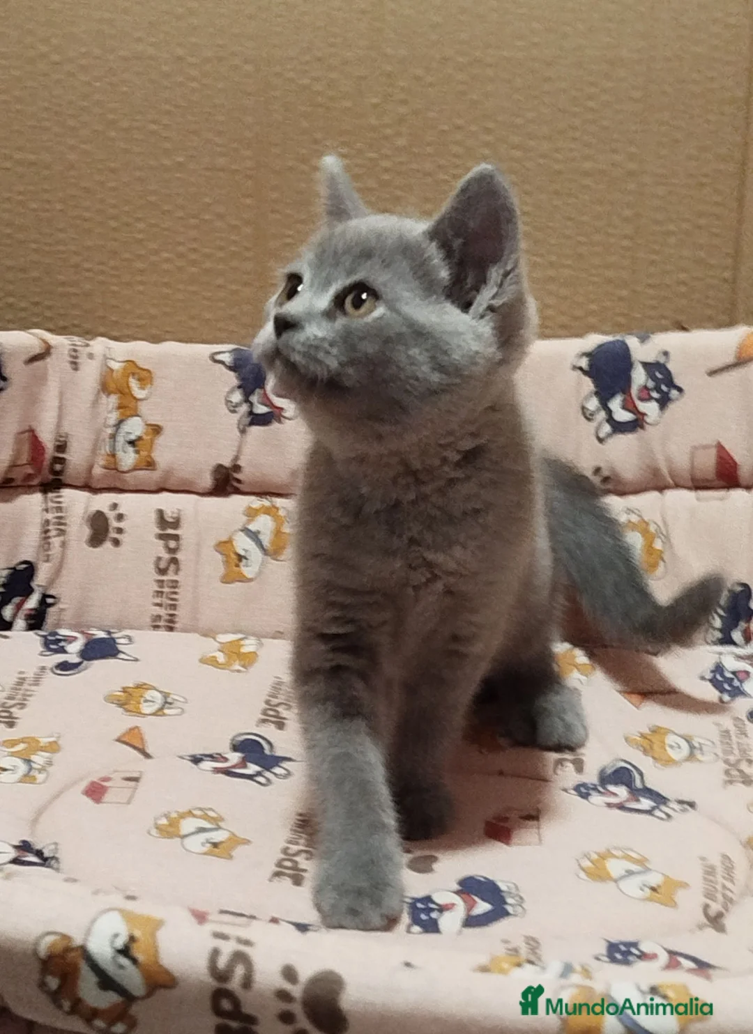 Británico de Pelo Corto Azul gatos en venta: British Shorthair  en Barcelona - Anuncio 2