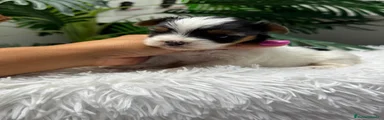Yorkshire Terrier 3