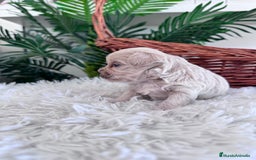 Maltipoo perros en venta: MALTIPOO MACHO - Imagen 10