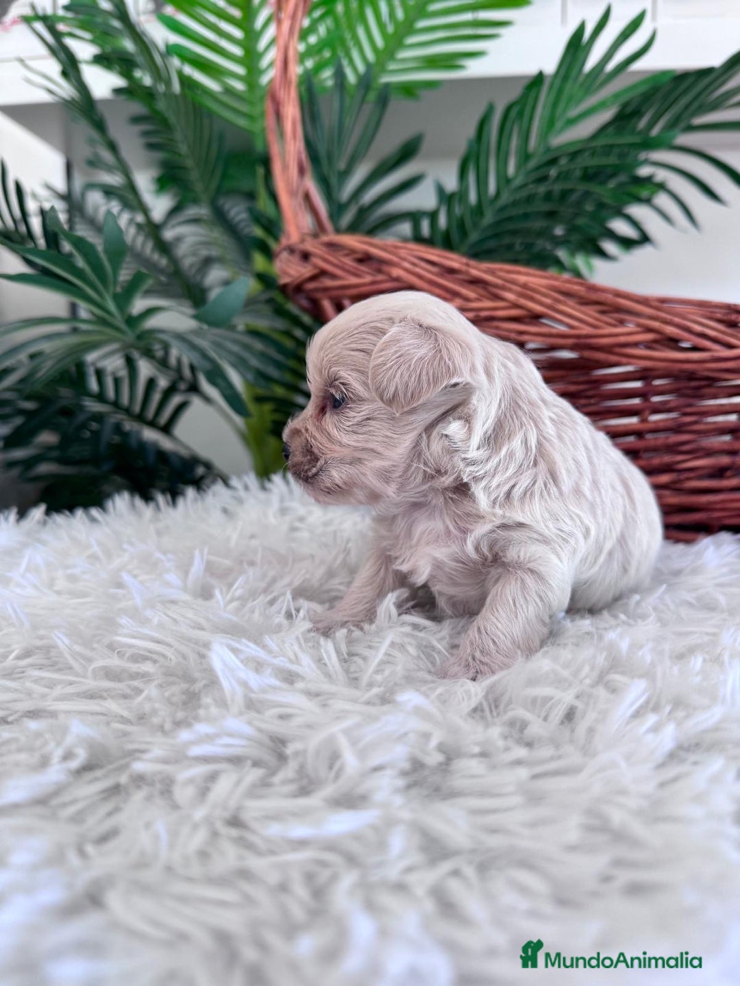Maltipoo perros en venta: MALTIPOO MACHO - Imagen 10